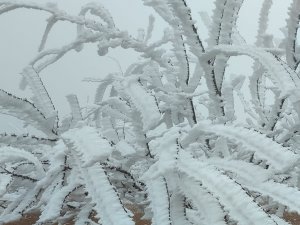 Malatya’da Şaşkına Çeviren Olay: Kırağı Ağaçların Dallarını Kırdı