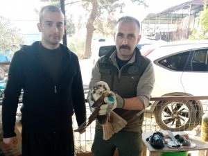 Yaralı Bulunan Saz Delicesi Kuşu, Tedavi Altına Alındı