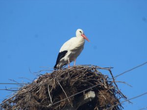 Kış Gelmeden, Leylekler Geldi