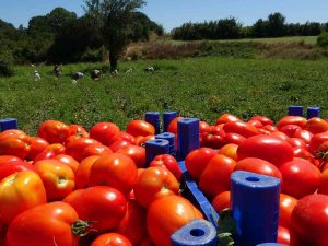 Çanakkale Domatesine Coğrafı İşaret