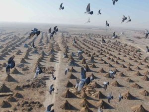 Gelmeyen Kış Kamışı Da Vurdu