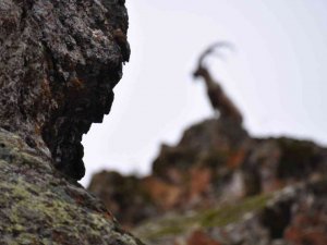 Koruma Altındaki Dağ Keçisinin Avlanmasına Tepki