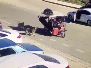 Köpekler Saldırdı, Motordan İnen Şahıs Hayvanlara Kızarak Kovaladı