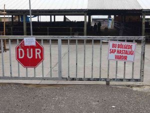 Denizli’de Şap Alarmı