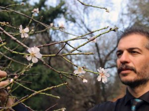 Ocak Ayında Ağaçlar Çiçek Açtı