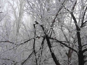 Böylesi İlk Kez Görüldü: Kırağı Ağaçların Dallarını Kırdı