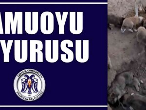 Erzincan Belediyesinden Hayvan Bakımeviyle İlgili İddialara Yönelik 2 Gün Sonra Açıklama Yapıldı