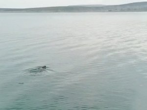 Atatürk Barajı’nda Su Samuru Görüldü