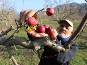Amasya’da ’Yalancı Bahar’ Şaşkına Çevirdi, Elma Ağaçları Kışın Meyve Verdi