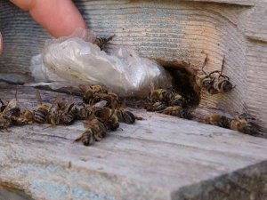 Yalancı Bahar Arıları Vurdu