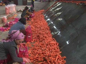 Havuçta Zorlu Hasat Başladı: Rekolte De Fiyatı Da Yüzleri Güldürdü