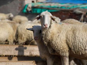 2023’ün İlk Kuzuları Annelerine Kavuştu