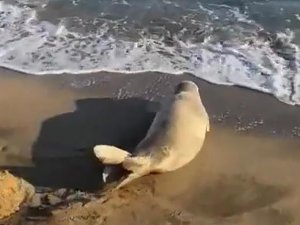 Koruma Altına Alınan Akdeniz Foku Adana’da Görüldü