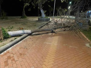 Fırtına Bodrum’da Ağaçları Devirdi