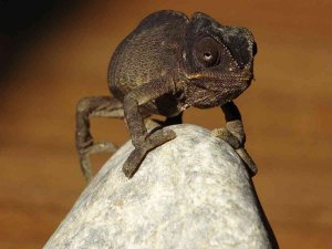 Okula Gönderilen Eşyalar Arasında ‘Bukalemun’ Çıktı