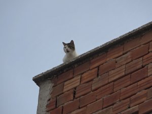 Mahsur Kalan Kedi 5. Kattan Aşağıya 4 Ayağının Üstüne Düştü