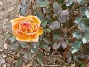 Kış Ortasında Güller Açtı, Vatandaşlar Şaşırdı