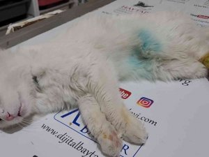 Arka Patisi Simetrik Şekilde Kesik Bulunan Kedi Tedavi Altına Alındı