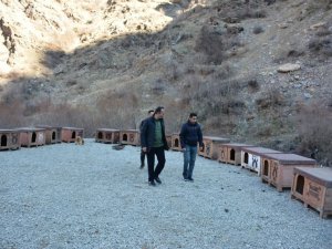 Şemdinli Belediyesi Sokak Hayvanları İçin Barınak Yaptı