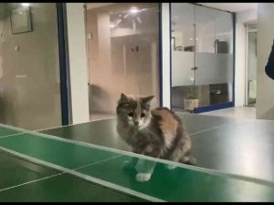Masa Tenisi Oynayan Kedi Gülümsetti