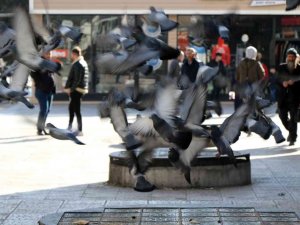 Son Yılların En Sıcak Kış Ayını Geçiren Erzincan’da Vatandaş Şaşkın