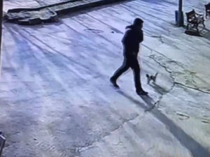 Yaralı Kedi Hastane Aciline Gitti
