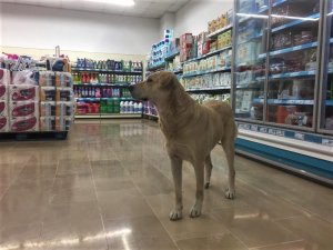 Soğuktan Kaçarken Markettekilerin İlgi Odağı Oldu