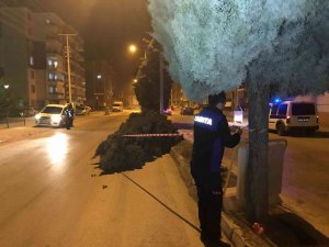 Konya’da Şiddetli Rüzgar Ağaçları Devirdi