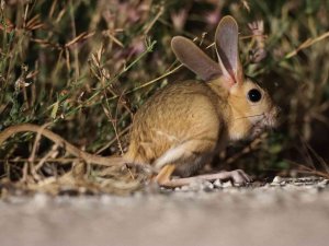 Dünyada Kırmızı Listede, Türkiye’de Yakından Görüntülendi