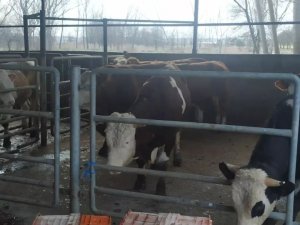 Kırklareli’nde Küpesiz Hayvan Besleyen Besici 46 Bin 783 Lira Ceza
