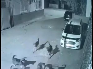 Sokak Köpekleri Dehşet Saçtı