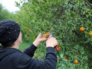 Bodrum Belediyesi, Mandalina Alımına Devam Ediyor