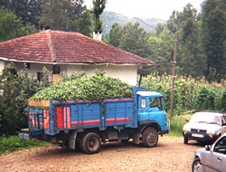 2.500 kişi geçimini sağlıyor