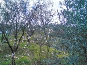 Gazipaşa’da Yalancı Bahara Aldanan Ağaçlar Çiçek Açtı