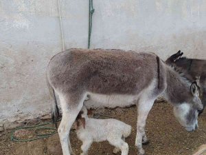 Eşek, Kuzuyu Emzirdi