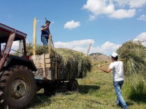 Gümüşhane’de Hasat Mevsimi Son Günlerini Yaşıyor