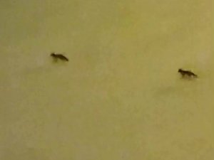 Aç Kalan Tilkiler Mahalleye İndi