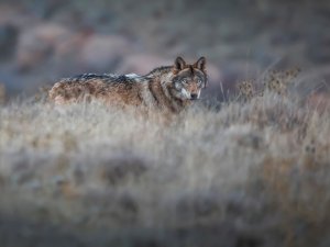 Arazide Bir Anda Karşısına Çıkan ’Canavarı’ Görüntülemeyi Başardı