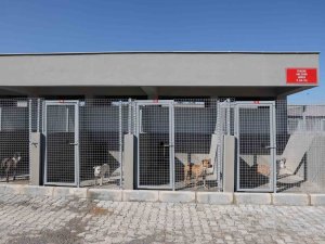 Antalya’da Can Dostlar Yeni Yuvalarına Kavuştu