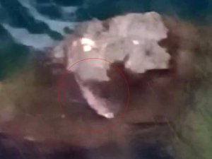 Tunceli’de Koruma Altında Bulunan Su Samuru Görüntülendi