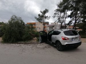 Kontrolden Çıkan Araç Kaldırımdaki Ağacı Yerinden Söktü: 1 Yaralı