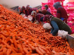 Ocak Ayında Elle Sökümü Yapılan Havuç, Dünya Pazarına Hazırlanıyor