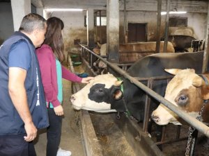 Düzceden Türkiye’ye 3 Milyon Kanatlı Hayvan