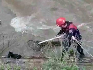 Derede Mahsur Kalan Kediyi İtfaiye Ekipleri Kurtardı