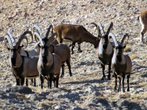 Nesli Tükenmekte Olan Yaban Keçileri Kayseri’de Yeniden Hayat Buldu