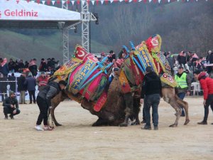 Çan Geleneksel Folklorik Deve Güreşi Festivali Düzenlendi