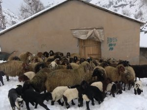Kar Çiftçinin Umudunu Yeşertti