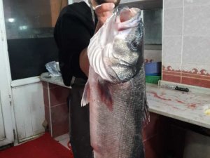 8 Kilogram Ağırlığında Levrek Yakaladı, 2 Bin Liraya Alıcı Bekliyor