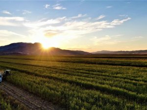 Tarım Arazilerinin Etkin Kullanımı İle Bitkisel Üretimin Geliştirilmesi İçin Devletten Üreticiye Destek