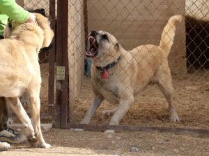 O İddialara Uzmanından Yanıt: "Kanlı Canlı Beslenen Kangallar Daha Vahşi Ve Hareketli"